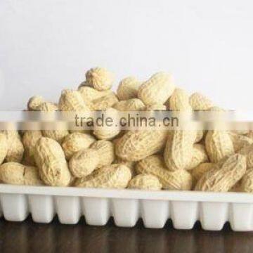 good quality peanut in selling