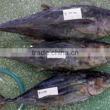 supply new whole round frozen yellowfin tuna 3-10kg up