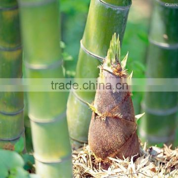 fresh dry bamboo shoot
