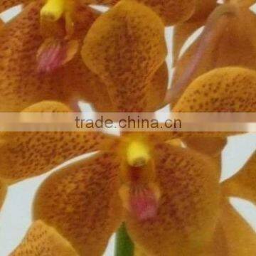 Fresh cut orchids, mokara orchids, fresh cut stem
