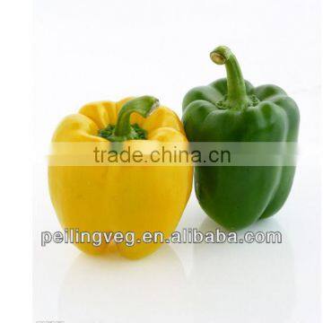 New Color Round Sweet Pepper Exporter from Shougung