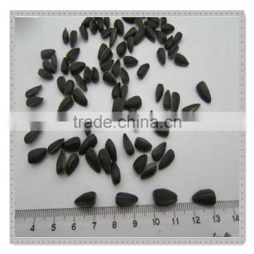 sunflower seeds for oil