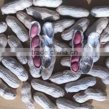 Shandong Peanut Price
