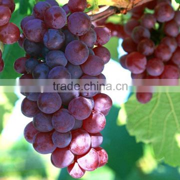 100% pure Natural Grape Seed Extract