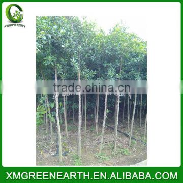 Ficus nitida diameter 3-5cm (3)