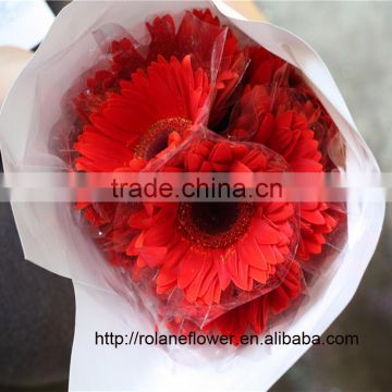 Cheap And Good Wholesale Red Color bulk Fresh Cut Gerbera For Mother's Day