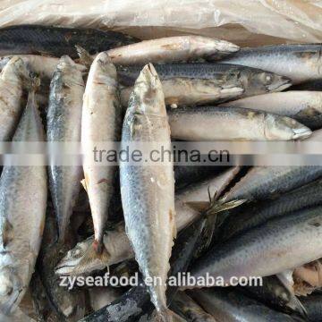 Block shape ship frozen Pacific mackerel exporter