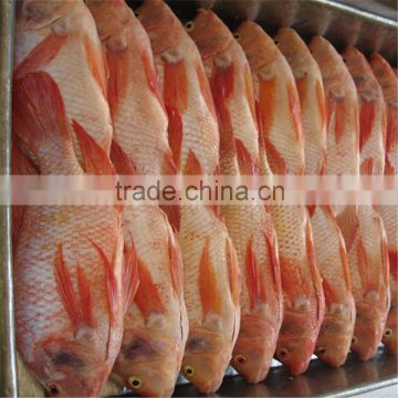 Frozen gutted scaled whole tilapia for sale