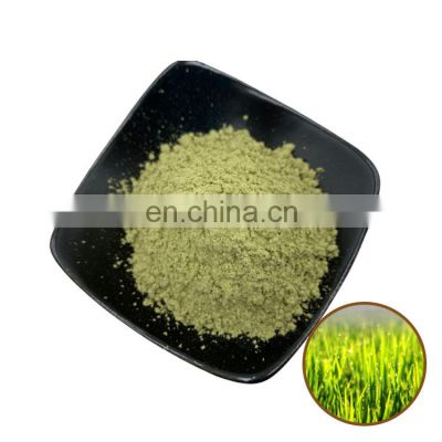 100% Natural Barley Grass Extract barley grass powder organic Barley Grass