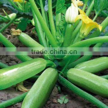 Planting hybrid long squash vegetable seeds f1