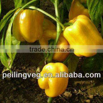 New Color Round Sweet Pepper Exporter from China