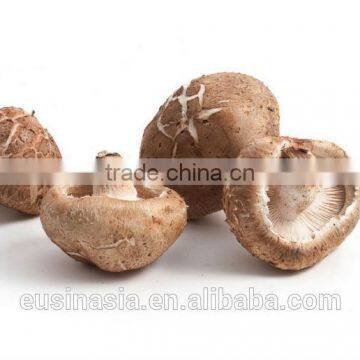 dry fresh shiitke for export with good qality