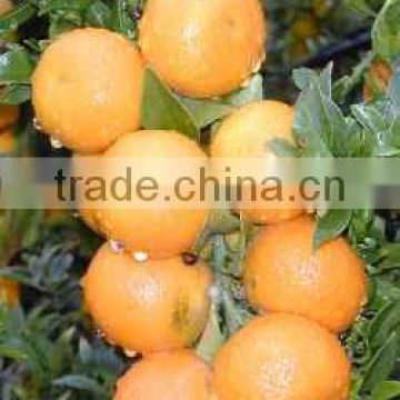 Organic Citrus Aurantium Extract Powder