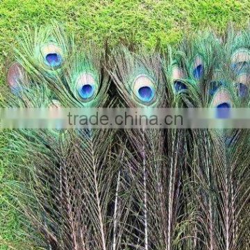 peacock feathers for sale