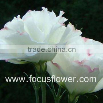 Freshly Flower Sola Flowers Wholesale Lisianthus From China