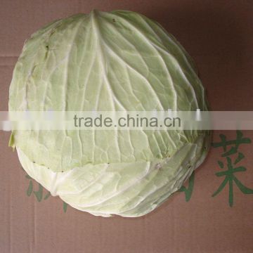 fresh preserved cabbage