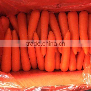 Small Size Fresh Red Carrot With Rich Nutrition