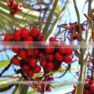 Gloriosa Superba Seeds(Climbing lily)