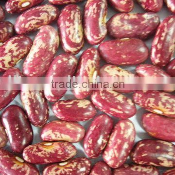 New crop Purple Speckled Kidney Beans (Factory)