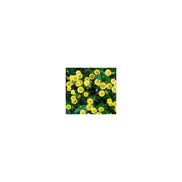 Chrysanthemum extract