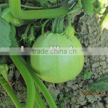 LY chinese round shape summer squash seeds
