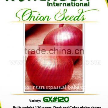 Red Onion Seeds | GX#120