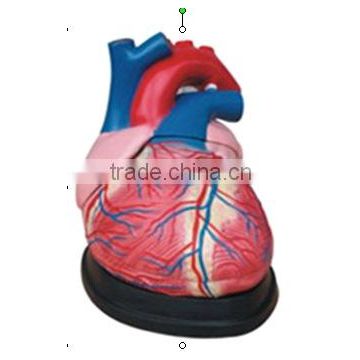 heart model,