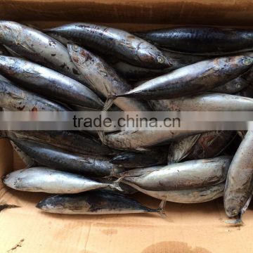 good quality Seafrozen bonito for sale whole round