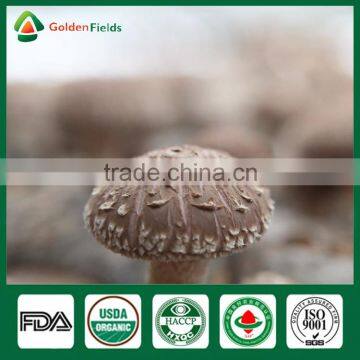 Frozen Shiitake Mushroom,Mushroom Logs,Mushroom Cultivation Bag