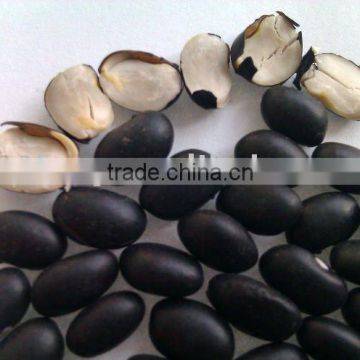 Black Kidney Bean( New crop, hps, grade 1. heilongjiang origin)