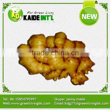 New Design 150-200g Fresh Young Ginger Product