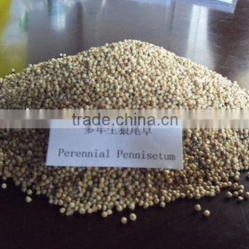 Perennial Hybrid Pennisetum Grass Seed