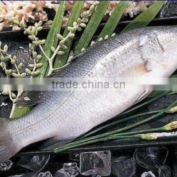 Vietnam High Quality Edible Sea Bass