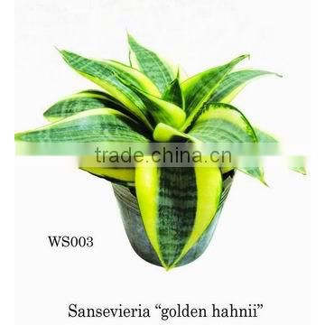 sansevieria plants nursery