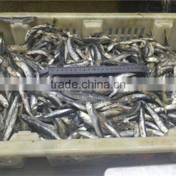 2016 high quality sea frozen anchovy