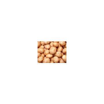 100% Natural african potato extract/dry potato powder/african potato powder