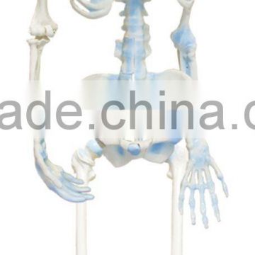 Human bone connected model