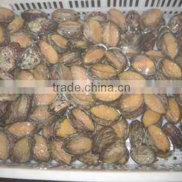 fresh frozen abalone shell on