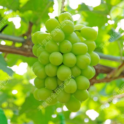 Sunshine 13 Grape seedling grape vines