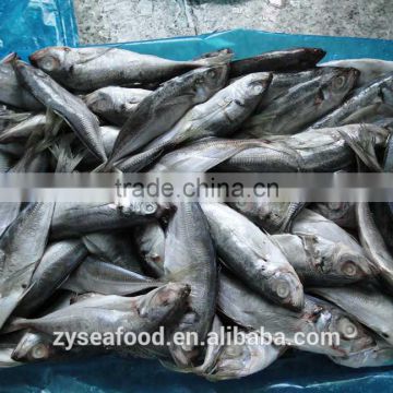 Ready stock HACCP horse mackerel manufacturer