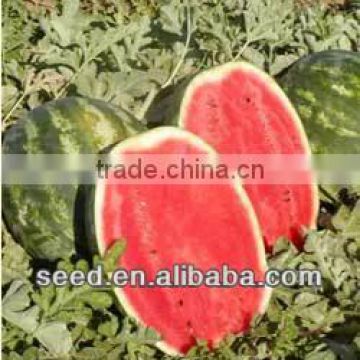 SK Round Crimson Seedless Watermelon Seeds
