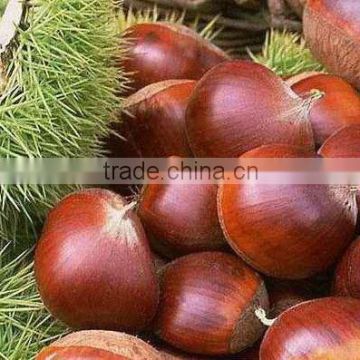 eating Chinese chestnuts