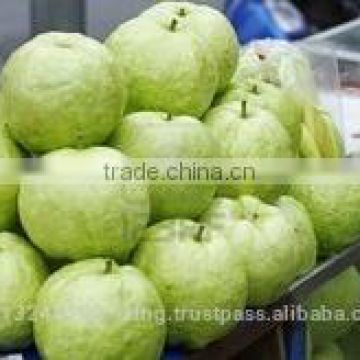 Pink ,White Guava Export in India