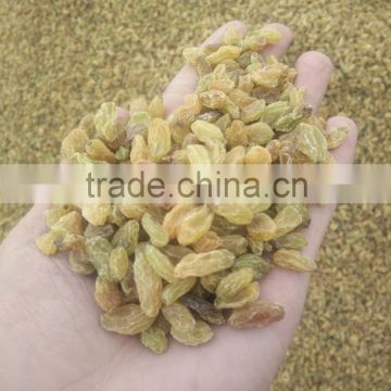 different type xinjiang green raisin