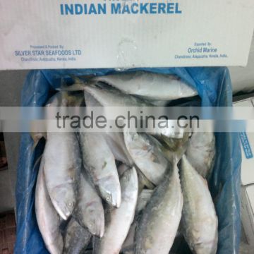 Good Quality Indian Mackerel at Less Pricel