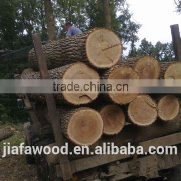 russian Pine birch Logs