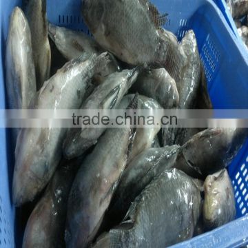 Frozen Tilapia Gutted &Scaled clean farmer raised China origin