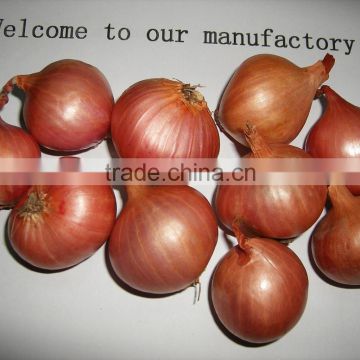 New Crop Wanted Pearl Fresh Shallot Onions