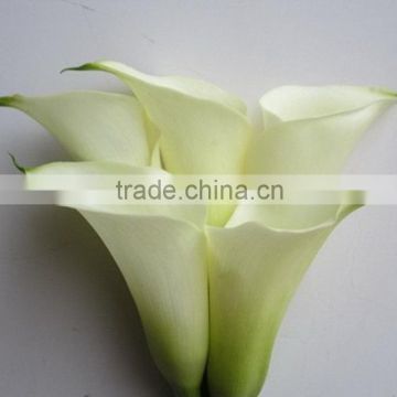 Good smell promotional real touch large size flower calla lily