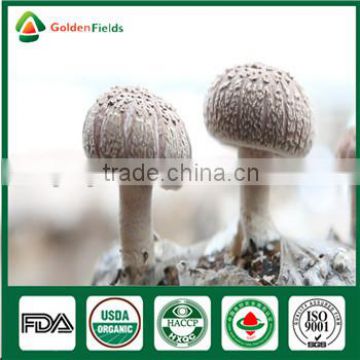 Edibal Mushroom Cultivation China Supplier Shiitake Mushroom Strain